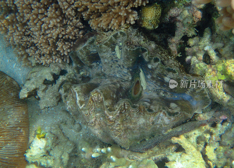 巨蛤(Tridacna gigas)